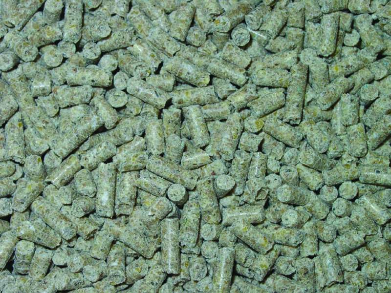 CRICKET FOOD